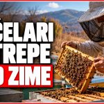 PČELARIMA PRIJETI NOVI UDAR: Zimski gubici mogli bi odnijeti najmanje četvrtinu pčelinjih društava